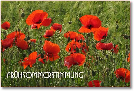fuehsommerstimmung