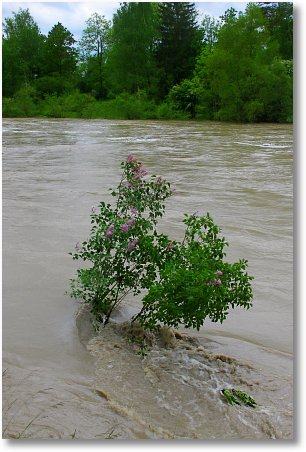 hochwasser4